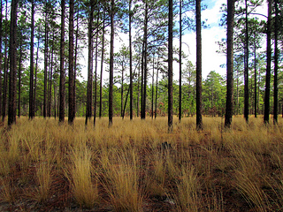 Weymouth Woods Sandhills State Nature Preserve, Southern Pines NC. Image courtesy of Flickr user Bobistraveling.
